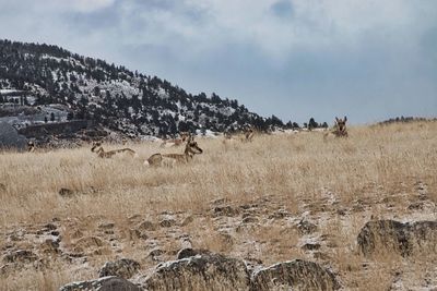 View of animals on field against sky