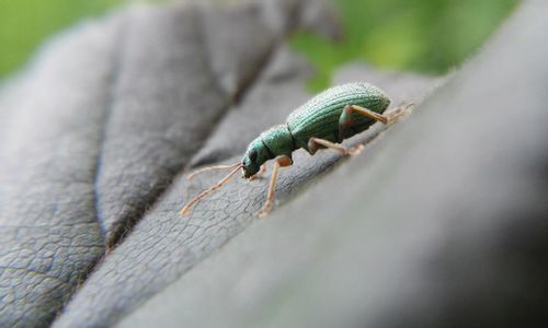 Close-up of insect on leaf