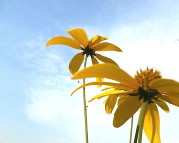 Low angle view of flower against sky