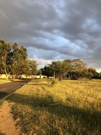 Trees on field against sky