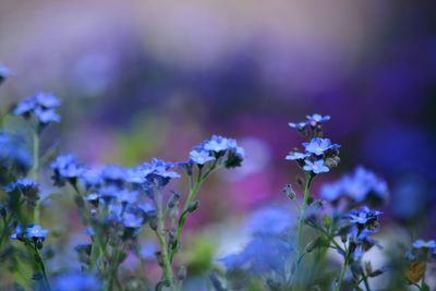 Close-up of fresh blue forget-me-nots blooming in nature