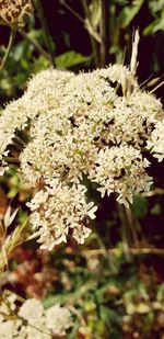 Close-up of white flowering plant on field