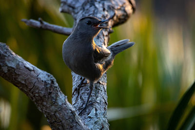 Close-up of a bird perching on branch