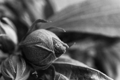 Close-up of wilted rose