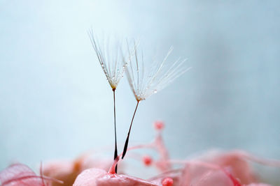 Close-up of dandelion seeds on pink flowers