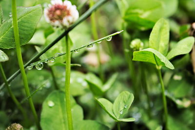 Close-up of water drops on leaves