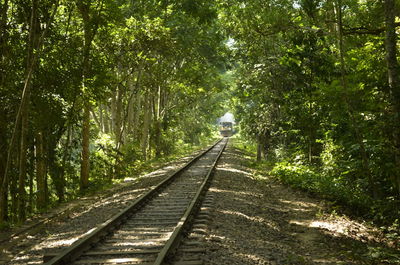 Railroad tracks amidst trees in forest