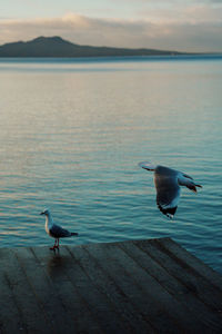 Seagull flying over lake, seagulls over pier, seagull mid flight over water