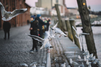 Seagulls perching on building