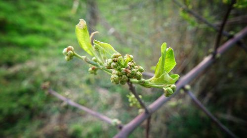 Close-up of fresh green plant