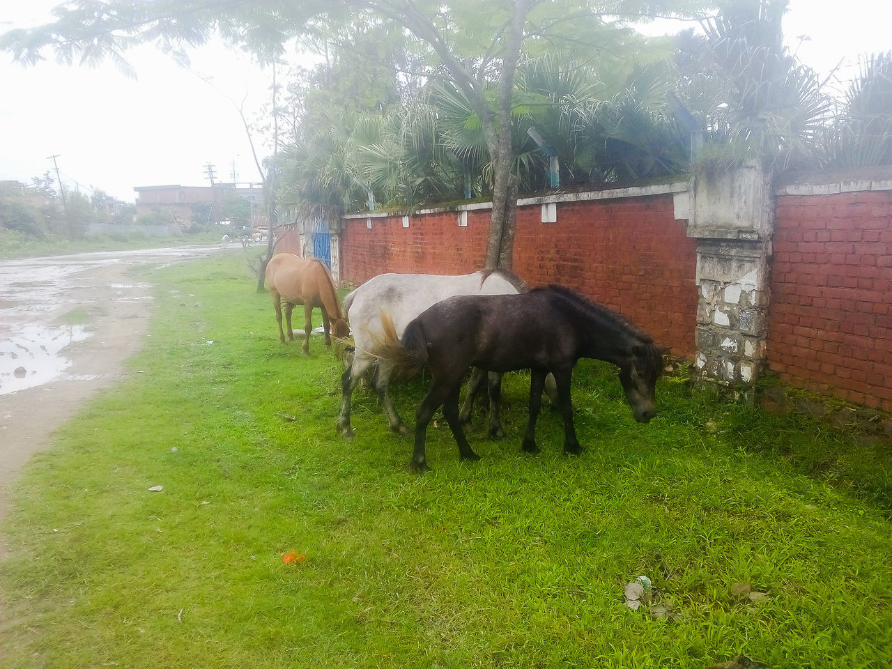 SHEEP GRAZING ON GRASSY FIELD