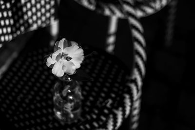 Close-up of flowering plant in vase