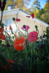 Close-up of red flowering plants on field