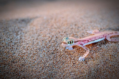 Close-up of an arabian sand gecko looking at the camera