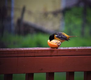 Close-up of bird perching on wooden railing