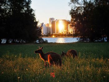 Dog standing on grassy field