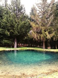 Scenic view of trees in park