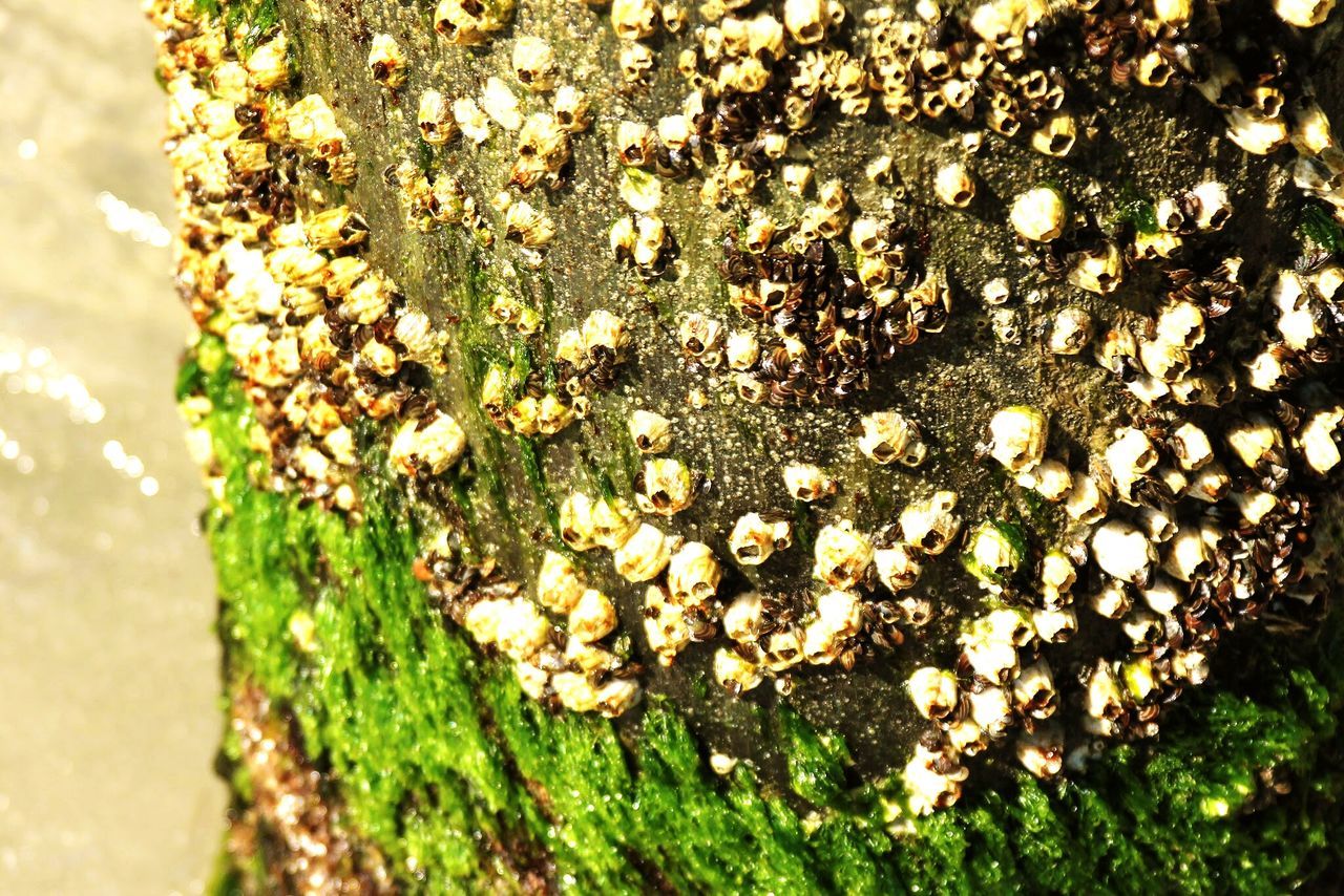 growth, flower, freshness, nature, fragility, plant, white color, beauty in nature, close-up, uncultivated, field, growing, fungus, selective focus, botany, day, wildflower, mushroom, focus on foreground, high angle view