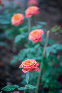 Close-up of pink rose flower