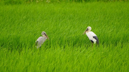View of birds on grass
