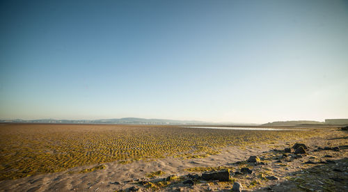 Scenic view of field against clear sky