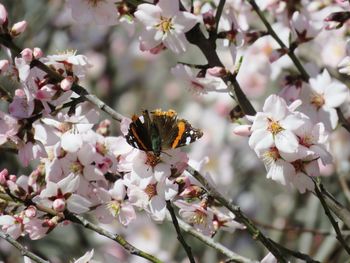 Close-up of bee pollinating flower