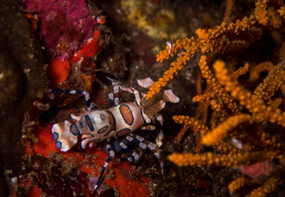 Fish swimming in sea