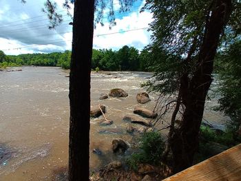 Trees growing on beach against sky