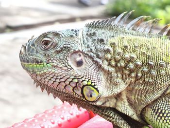 iguana