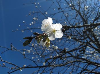 Low angle view of cherry blossoms against sky
