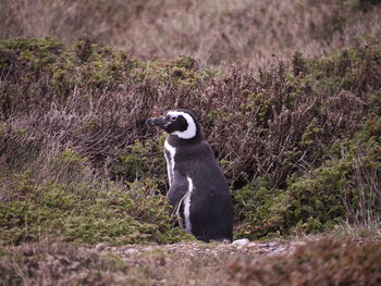 Penguin looking away on land