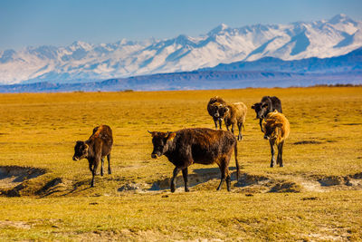 Horses grazing on field