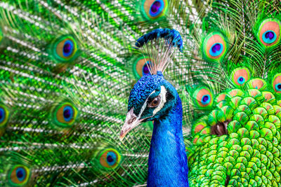 Close-up of peacock feathers