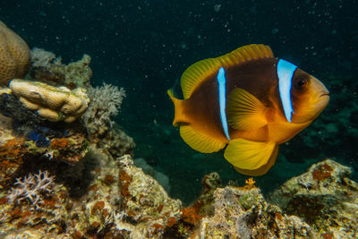 Twoband anemonefish in the red sea, dahab sinai egypt a.e