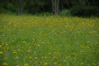 Yellow flowering plants on field