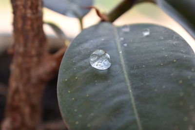 Close-up of raindrops on leaf