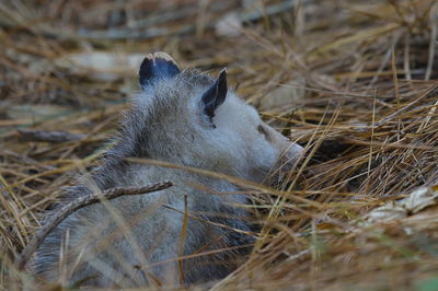 High angle view of an animal on field