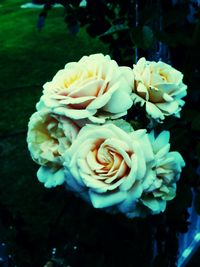 Close-up of rose