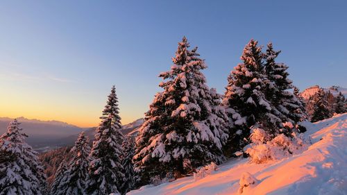 Trees on snow covered landscape against sky