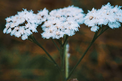 Close-up of snow on plants during winter