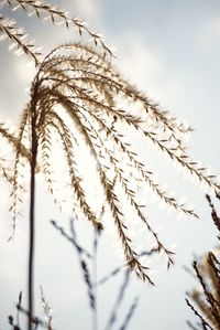 Low angle view of plants