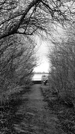Footpath leading towards bare trees