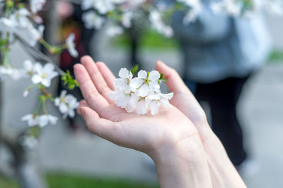 Close-up of hand holding white flowering plant