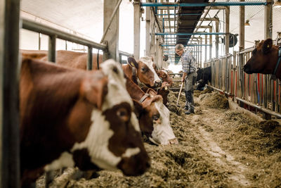 Female farmer cleaning with shovel by cows in cattle farm