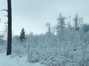 Trees against clear sky during winter