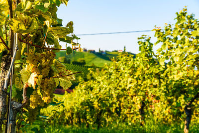 Plants growing in vineyard against clear sky