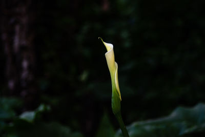 Close-up of small plant