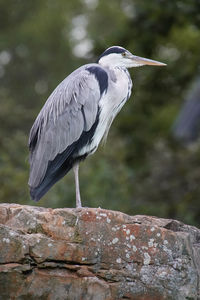 Close-up of gray heron perching on rock