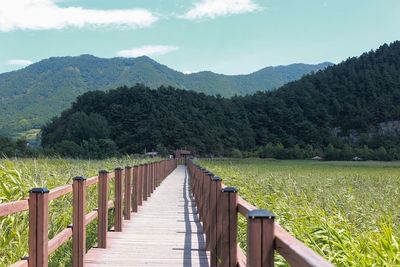 Narrow wooden walkway along landscape