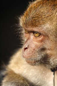 Close-up of monkey